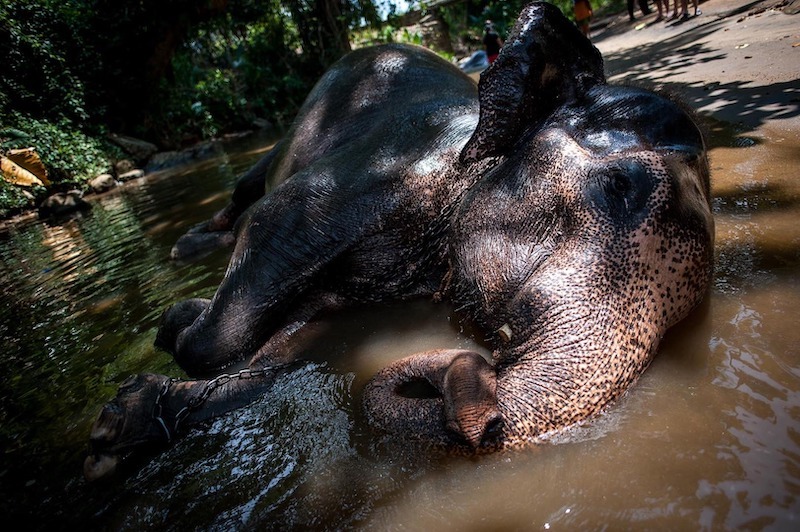 Srí Lanka: Vzpomínky v barvě čaje, oceánu a jednoho velkého chaosu
